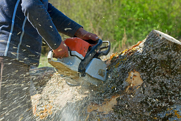 Best Tree Root Removal  in Hazelwood, MO